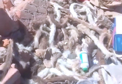 ENCUENTRAN 100 COLAS DE PERRITOS, DENUNCIAN MALTRATO ANIMAL:
