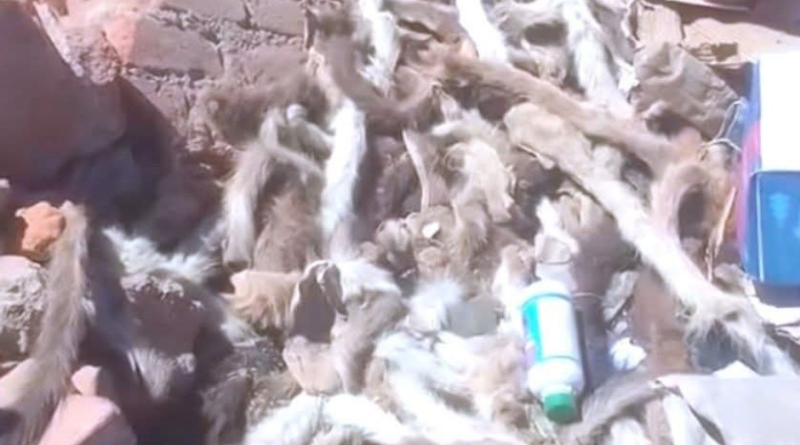 ENCUENTRAN 100 COLAS DE PERRITOS, DENUNCIAN MALTRATO ANIMAL: